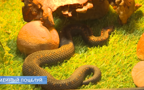 Змеи в Беларуси