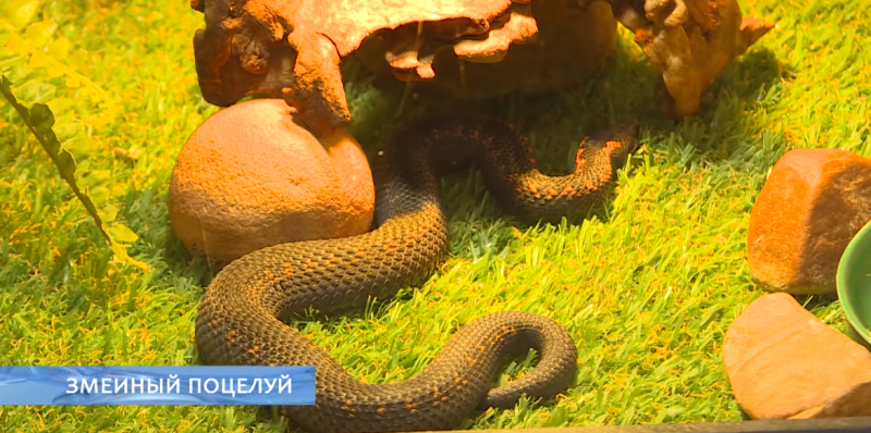 Змеи в Беларуси