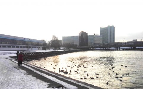 где покормить уток и лебедей в Минске зимой
